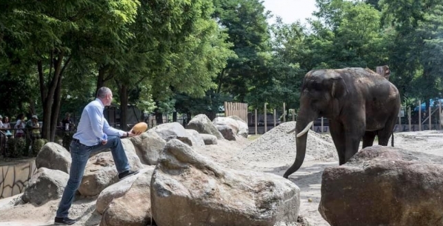 Сьогодні в КиївЗоо – День слона. І в столичного слона Хораса з’явився оновлений літній вольєр з «баобабом»